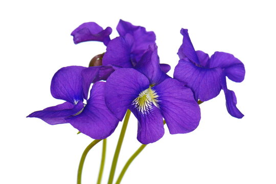 A blue viola odorata flower isolated on white background.