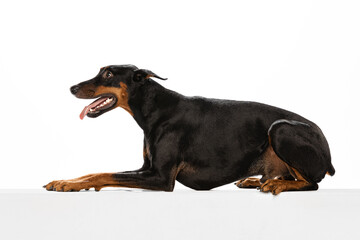 Profile view of adorable black-brown Doberman lying on floor isolated on white background. Concept of beauty, art, animal, vet and ad