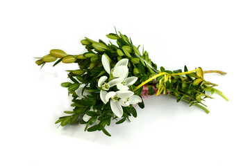 Beautiful snowdrops bouquet on white background