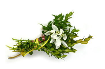 Beautiful snowdrops bouquet on white background