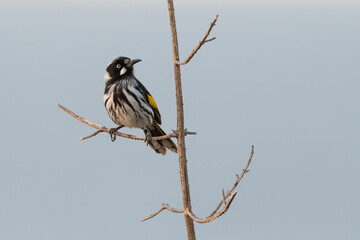 New Holland honeyeater (Phylidonyris novaehollandiae) in a tree, NSW, Australia
