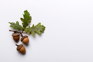 Branch with green oak tree leaves and acorns on colored background, close up top view - obrazy, fototapety, plakaty
