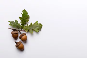 Foto op Aluminium Branch with green oak tree leaves and acorns on colored background, close up top view © sosiukin