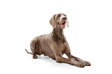 Portrait of charming silver color Weimaraner dog posing isolated over white background. Concept of beauty, art, animal, vet and ad