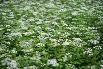 Małe białe kwiatki na skraju leśnego parku