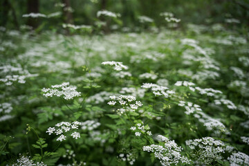 Małe białe kwiatki na skraju leśnego parku