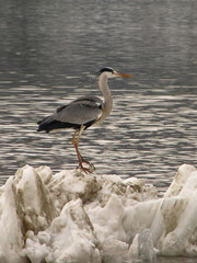 Grey heron on the ice snow by the river during cold winter
