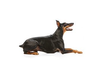 Side view of beautiful black-brown Doberman with glossy animal's hair lying on floor isolated on white background. Concept of beauty, art, animal, vet and ad