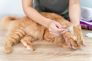 Keeping cats clean and healthy concept , Woman using cotton Clean the cat's ears and remove the earwax for cat's good health and ginger cat sleep on wood table