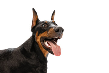 Closeup of purebred dog, black-brown Doberman isolated on white background. Concept of beauty, art, animal, vet and ad