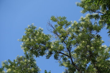 Azure blue sky and branches of blossoming Sophora japonica tree in August