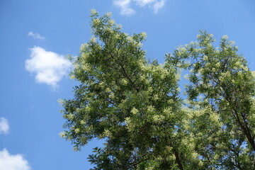 Blossoming branches of Sophora japonica tree against blue sky in August