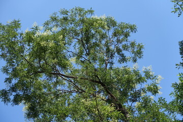 Bright blue sky and branches of blossoming Sophora japonica tree in August
