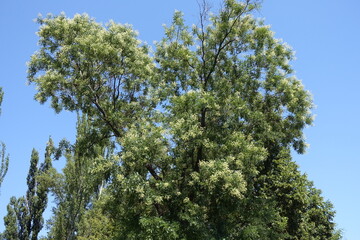 Crown of blossoming Sophora japonica tree against blue sky in August