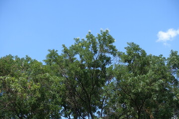 Sky and crowns of blossoming Sophora japonica trees in August