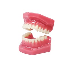 歯形模型 歯列模型 イラスト リアル 