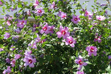 Numerous bright pink flowers in the leafage of Hibiscus syriacus in July