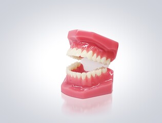 Obraz premium 歯形模型 歯列模型 イラスト リアル 