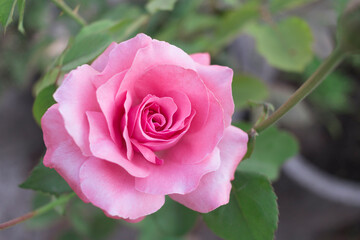 A beautiful pink rose in the garden.