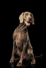 Portrait of graceful silver color Weimaraner dog isolated on dark background. Concept of beauty, art, animal, vet and ad
