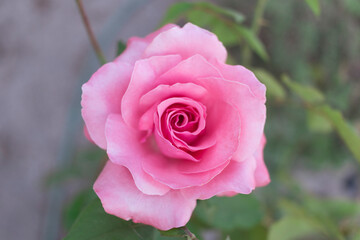 A pink rose in the foreground.