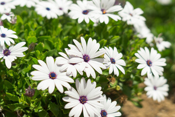 Beautiful daisies (Bellis perennis) with white petals photographed on a sunny day. Groups of daisies with open petals in nature.  © Alejandro Tapia
