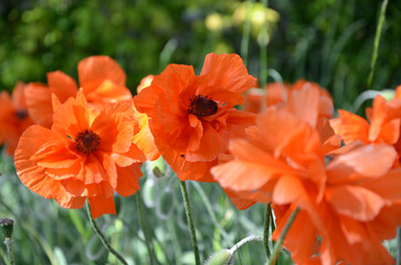 Red poppy flower