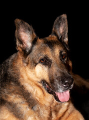 Retrato perro