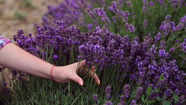 Professional Woman worker in uniform Cutting Bunches of Lavender with Scissors on a Lavender Field. Harvesting Lavander Concept