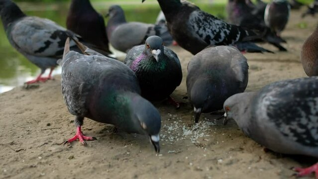 Hungry gray pigeons are fighting for bread crumbs in park by lake. Feeding and caring for wild birds