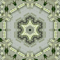 Bougainvillea in dainty white and green pattern and design