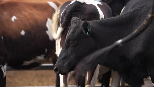 Close up of sleepy black cow standing in herd at ranch, shaking head cause of annoying flies