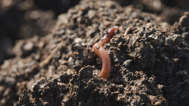 Red wiggler worm crawling in organic fertile manure, vermicompost concept