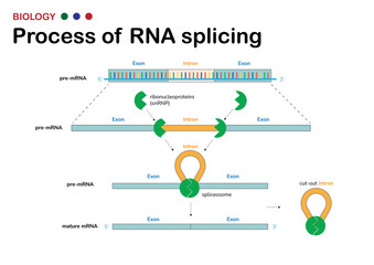 Biological diagram present process of  RNA splicing for remove intron (non-coding region) out from mRNA after DNA transcription process - obrazy, fototapety, plakaty