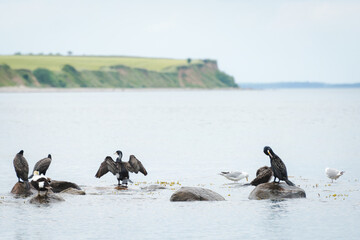 Fototapeta premium Cormorants (Phalacrocorax carbo) resting and drying their feathers