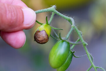 Common problem on tomato corps Bottom End Rot (BER) of tomato the rot on a young green tomato,...