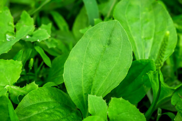 plantain leaves grow against the background of green leaves and grass. medicinal plants concept © Iryna_B