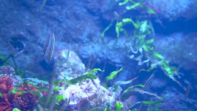Doryrhamphus or pipefishes undersea camouflage against green grass corals, aka flagtail pipefishes are popular in the aquarium trade. It is native to the Indian and Pacific Oceans