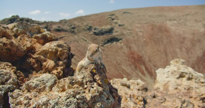 Fuerteventura, Canary Islands. Slow motion, close up. Point of view of a tourist, human hand feeding a squirrel at the Calderon Hondo volcano.