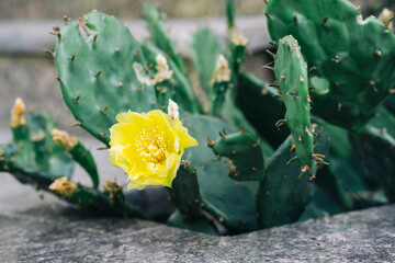 Closeup of the yellow flower of the Eastern Prickly Pear Cactus. Opuntia humifusa.