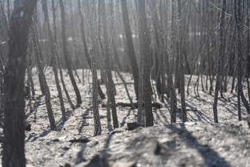 Burnt pine trees after a forest bush fire covered by ash - Climate Change Problem