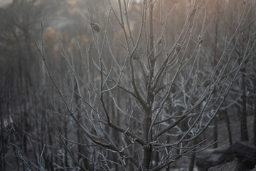 Burnt pine trees after wildfire - Death forest aftermath of bush fire