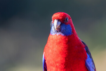 Crimson rosella (Platycercus elegans) in the wild, NSW, Australia