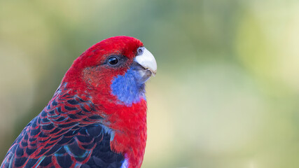Crimson rosella (Platycercus elegans) closeup portrait, NSW, Australia