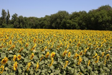 Sunny sunflowers at grandma's in the village