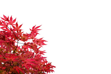 Isolated branch with red autumn leaves on a white background. Place for an inscription