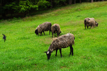 Free range sheep eat grass on the background of the forest. Selective focus.