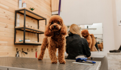 Teacup Poodle Dog on the grooming table waiting a haircut from professional groomer
