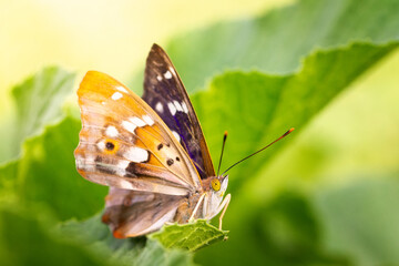 Obraz na płótnie Canvas Butterfly on blossom flower in green nature..