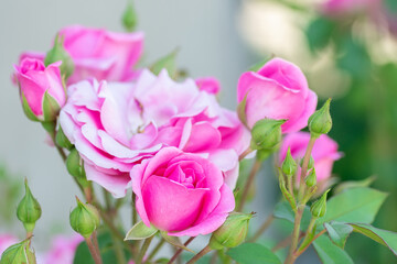 Pink roses in the garden. Floral summer background...